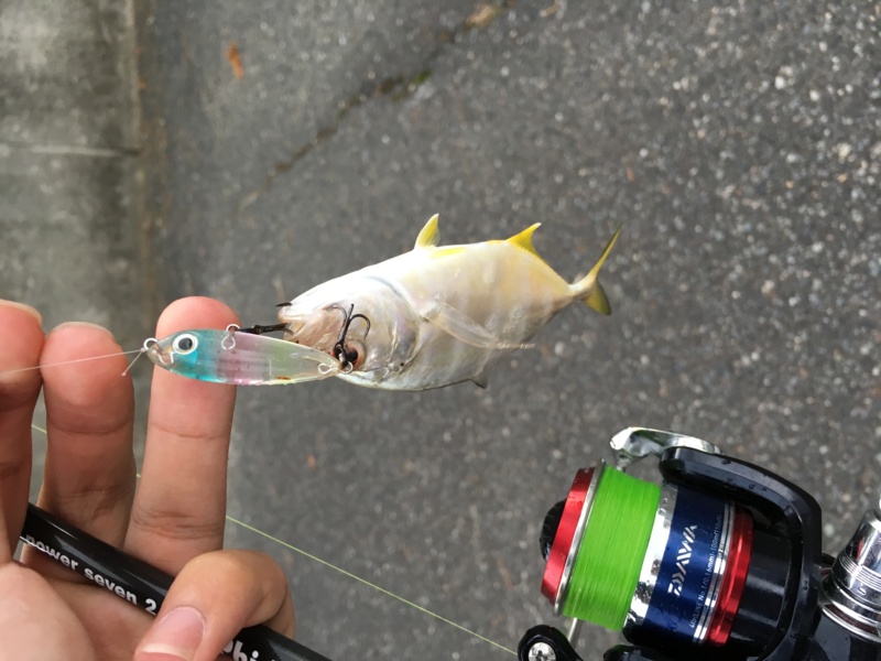 和歌山ライトゲーム釣行 つり具豊富フィッシングイチバン エイト大阪 神戸 京都の大型釣具店