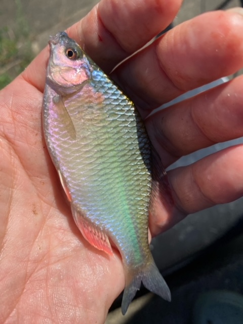 琵琶湖の小物釣り