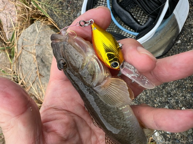 三方五湖のハゼ釣り