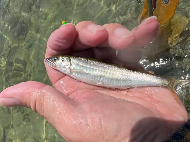 琵琶湖小鮎3