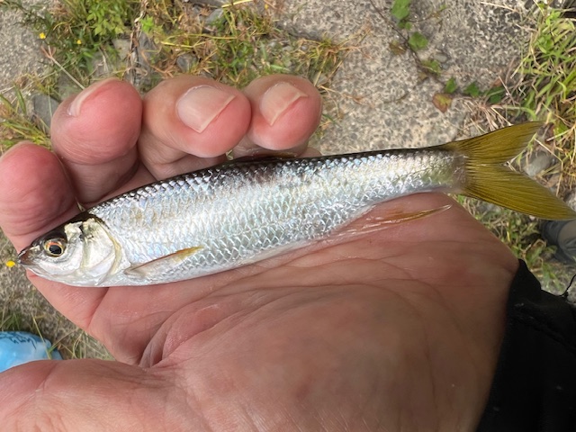 宇治川のハエ釣り(オイカワ)
