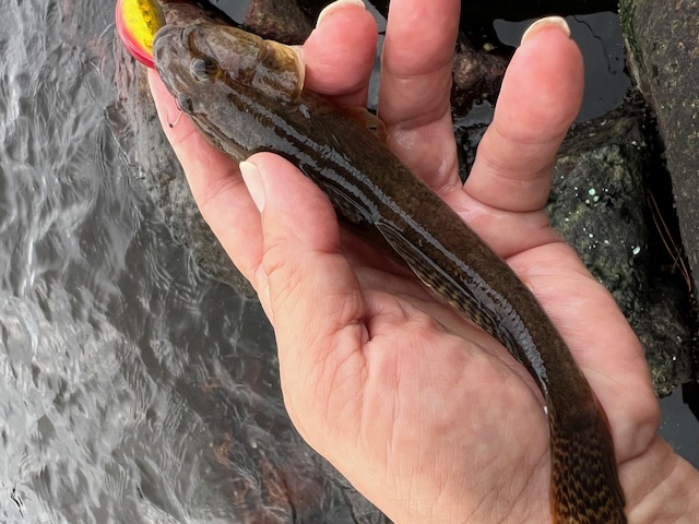 日本海方面ハゼ釣り8